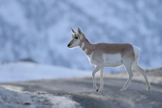 Pronghorn Antelope (Antilocapra americana), Yellowstone National Park, USA