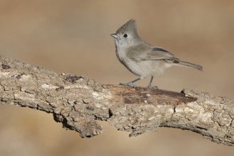 Oak Titmouse (Baeolophus inornatus) perched on a branch, California, USA