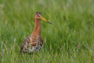 Black-tailed Godwit (Limosa limosa), Netherlands