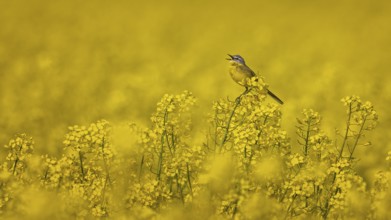 Western Yellow Wagtail (Motacilla flava) singing in a rape field, Saxony-Anhalt, Germany