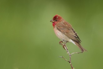 Common Rosefinch (Carpodacus erythrinus) male, Armenia