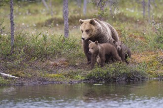 Eurasian Brown Bear (Ursus arctos) mother with cubs walking at lake shore, Finland