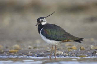 Northern Lapwing (Vanellus vanellus) male, North Rhine-Westphalia, Germany