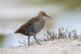 Lewin's Rail (Lewinia pectoralis) male, Victoria, Australia