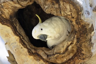 Sulphur-crested Cockatoo (Cacatua galerita) in nesting hollow, Victoria, Australia