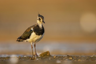 Northern Lapwing (Vanellus vanellus) female, North Rhine-Westphalia, Germany