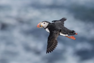 Atlantic Puffin (Fratercula arctica) flying, Iceland