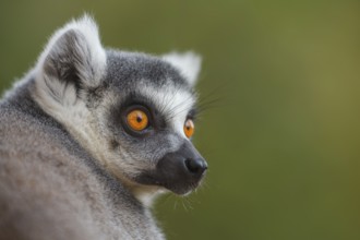 Katta, Lemur catta Ring-tailed Lemur, Lemur catta