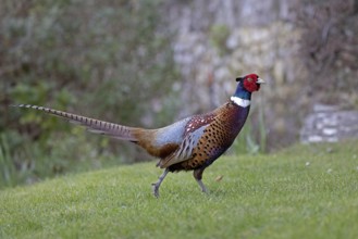Common Pheasant (Phasianus colchicus) male, Wales, United Kingdom