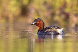Little Grebe (Tachybaptus ruficollis), North Rhine-Westphalia, Germany
