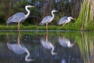 Grey Heron (Ardea cinerea) group, Kiskunsag National Park, Hungary