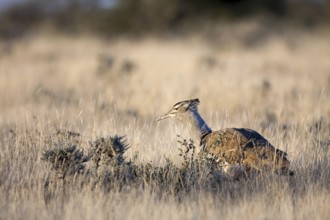Kori Bustard (Ardeotis kori), Etosha, Namibia