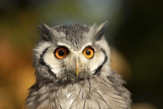 Southern White-faced Owl (Ptilopsis granti) captive, Germany