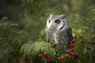 Southern White-faced Owl (Ptilopsis granti) captive, Germany
