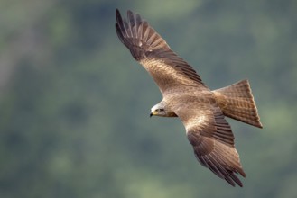 Black Kite (Milvus migrans) flying, Madrid, Spain