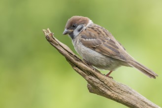 Eurasian Tree Sparrow (Passer montanus) perched on a branch, Lower Saxony, Germany