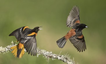 Baltimore Oriole (Icterus galbula) males quarreling, Texas, USA