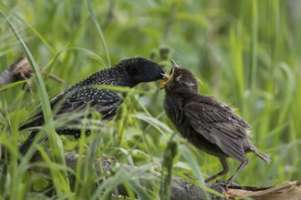 Common Starling (Sturnus vulgaris) feeding young on the ground, Hesse, Germany