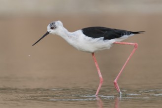 Black-winged Stilt (Himantopus himantopus) foraging, Eilat, Israel