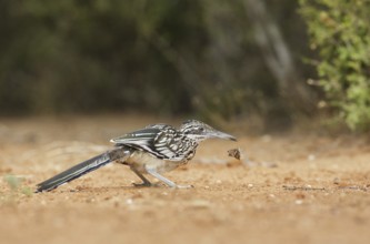 Greater Roadrunner (Geococcyx californianus), Texas, USA