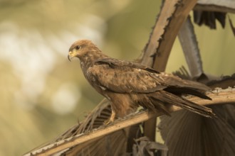 Black Kite (Milvus migrans), Gambia