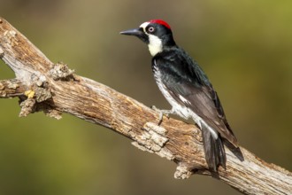 Acorn Woodpecker Melanerpes formicivorus Santa Rita Mountains, Santa Cruz County, Arizona, United