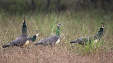 Indian Peafowl (Pavo cristatus) female, group, Kanha National Park, India