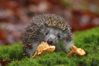 Cute European Hedgehog, Erinaceus europaeus, eating orange mushroom in the green moss