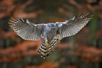 Goshawk flying, bird of prey with open wings with evening sun back light, nature forest habitat,