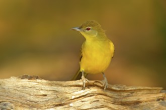 Yellow-bellied Greenbul, Chlorocichla flaviventris, African song bird sitting on the old tree