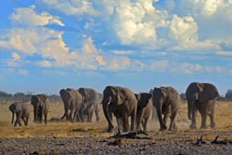 Big African Elephants herd, with blue sky and white clouds, Etosha NP, Namibia in Africa. Elephant
