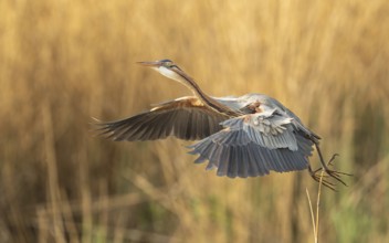 Purpurreiher (Ardea purpurea)
