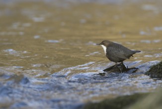 White-throated Dipper (Cinclus cinclus), Saxony, Germany