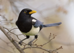 A Yellow-billed Magpie (Pica nuttalli), endemic to California, perched in a deciduous oak tree near