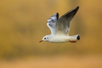Black-headed Gull (Chroicocephalus ridibundus), Austria
