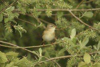 Willow Warbler (Phylloscopus trochilus), Lower Saxony, Germany