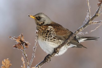 Fieldfare (Turdus pilaris), Saxony, Germany