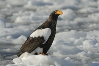 Steller's Sea Eagle (Haliaeetus pelagicus), Hokkaido, Japan