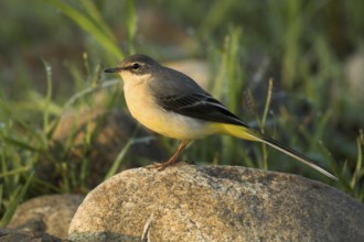 Grey Wagtail (Motacilla cinerea) female, Castile-La Mancha, Spain