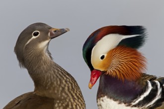Mandarin Duck (Aix galericulata), Baden-Wuerttemberg, Germany