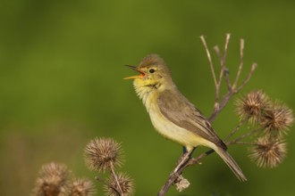 Melodious Warbler (Hippolais polyglotta) male singing, Rhineland-Palatinate, Germany