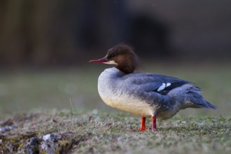 Common Merganser (Mergus merganser) female, Bavaria, Germany