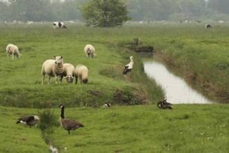 White Stork (Ciconia ciconia), Lower Saxony, Germany