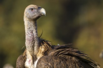 Griffon Vulture (Gyps fulvus), portrait, Castilla Leon, Spain