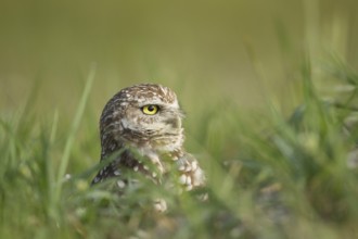 Burrowing Owl (Athene cunicularia), Florida, USA