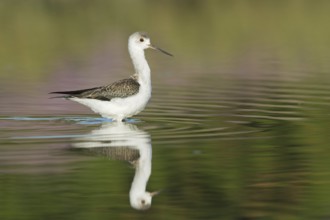 Black-winged Stilt (Himantopus himantopus) juvenile foraging, Tuscany, Italy