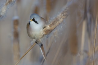 Bearded Reedling (Panurus biarmicus) male feeding on cattail seed, Thuringia, Germany
