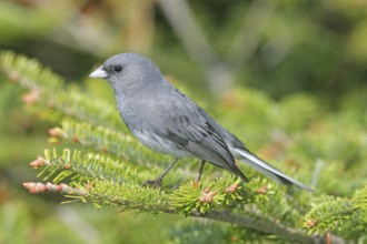 Dark-eyed Junco Junco hyemalis Mt. Mitchell, North Carolina, United States 14 May Adult Male