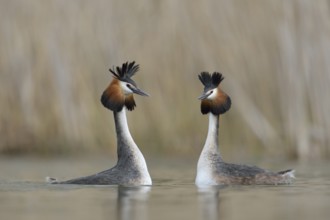 Great Crested Grebe (Podiceps cristatus) pair displaying, North Rhine-Westphalia, Germany