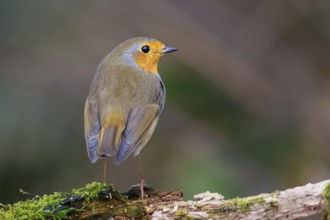 European Robin (Erithacus rubecula) perched on a mossy branch, North Rhine-Westphalia, Germany